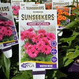 Echinacea Sweet Fuchsia Sunseekers - 14cm Pot