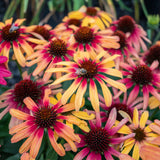 Echinacea Tequila Sunrise Sunseekers - 14cm Pot