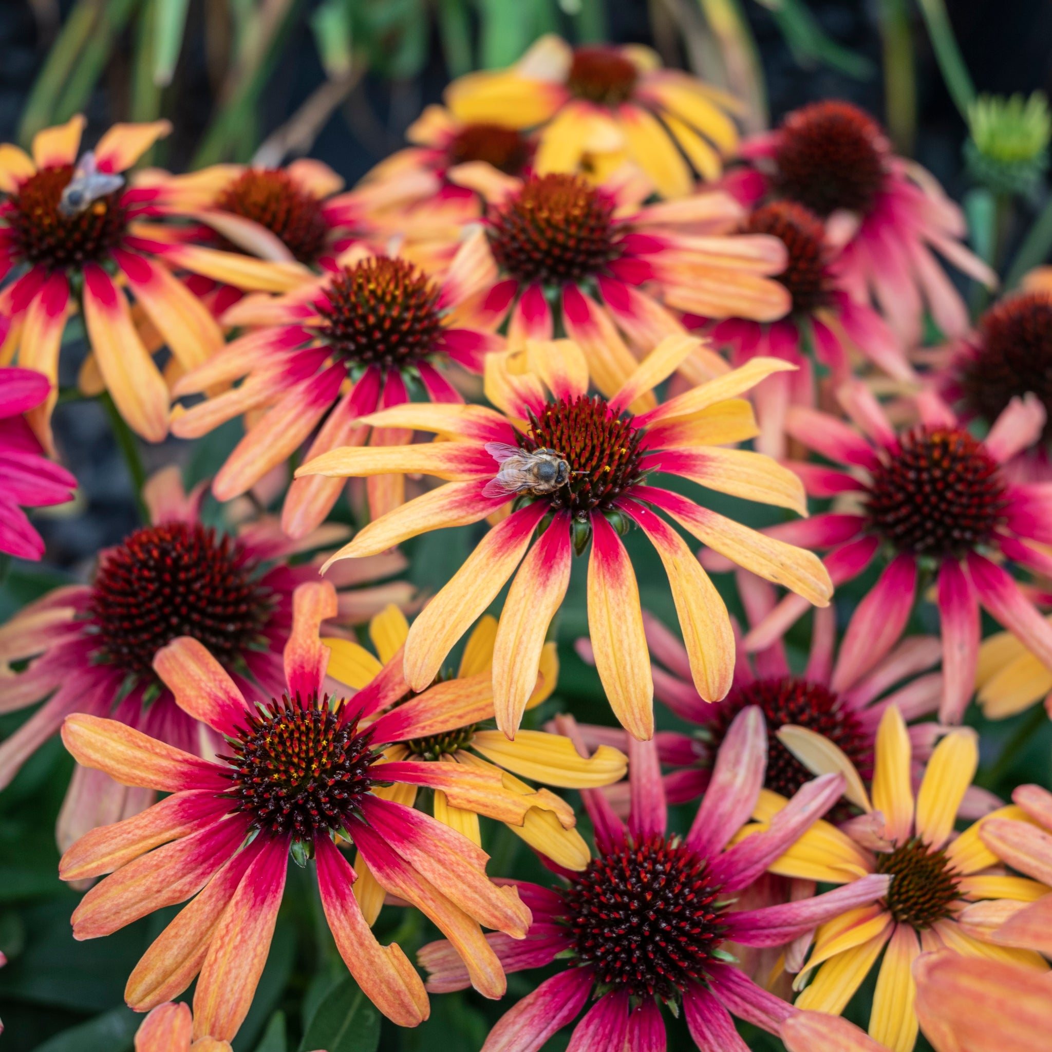 Echinacea Tequila Sunrise Sunseekers - 14cm Pot