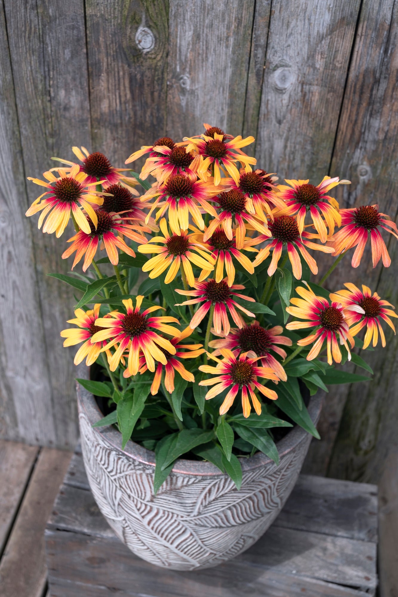 Echinacea Tequila Sunrise Sunseekers - 14cm Pot