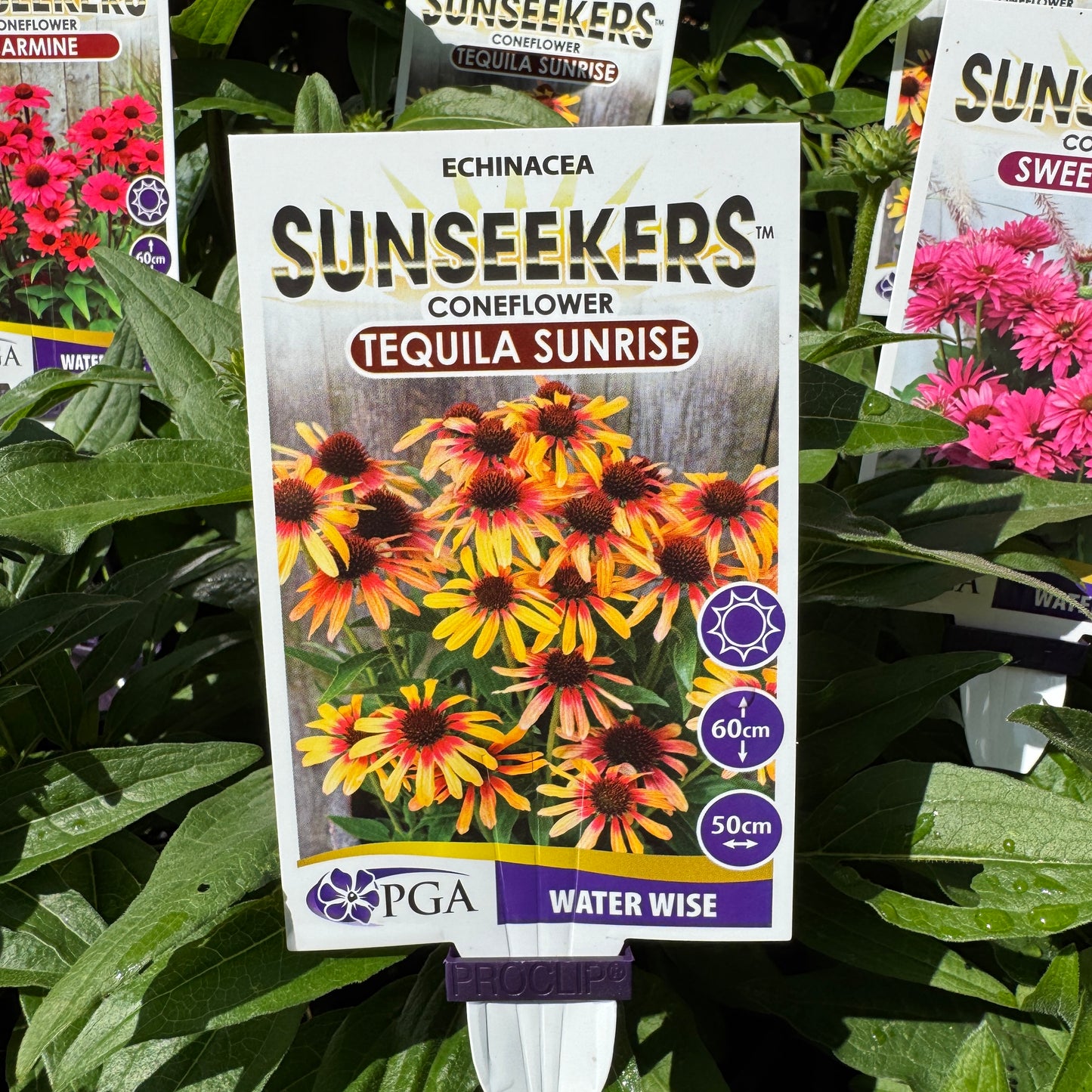 Echinacea Tequila Sunrise Sunseekers - 14cm Pot