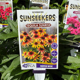 Echinacea Tequila Sunrise Sunseekers - 14cm Pot