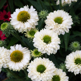 Echinacea White Perfection Sunseekers - 14cm Pot