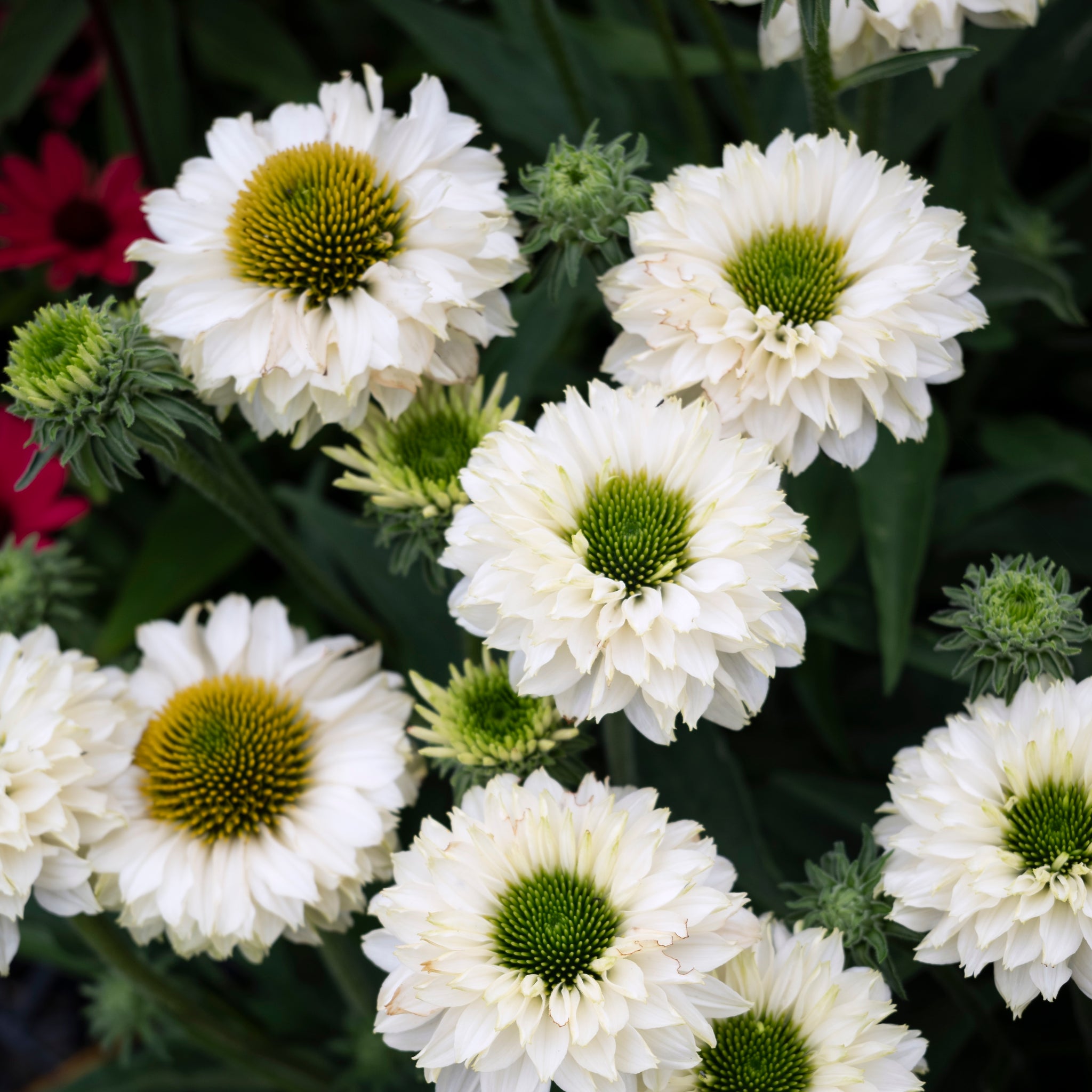 Echinacea White Perfection Sunseekers - 14cm Pot