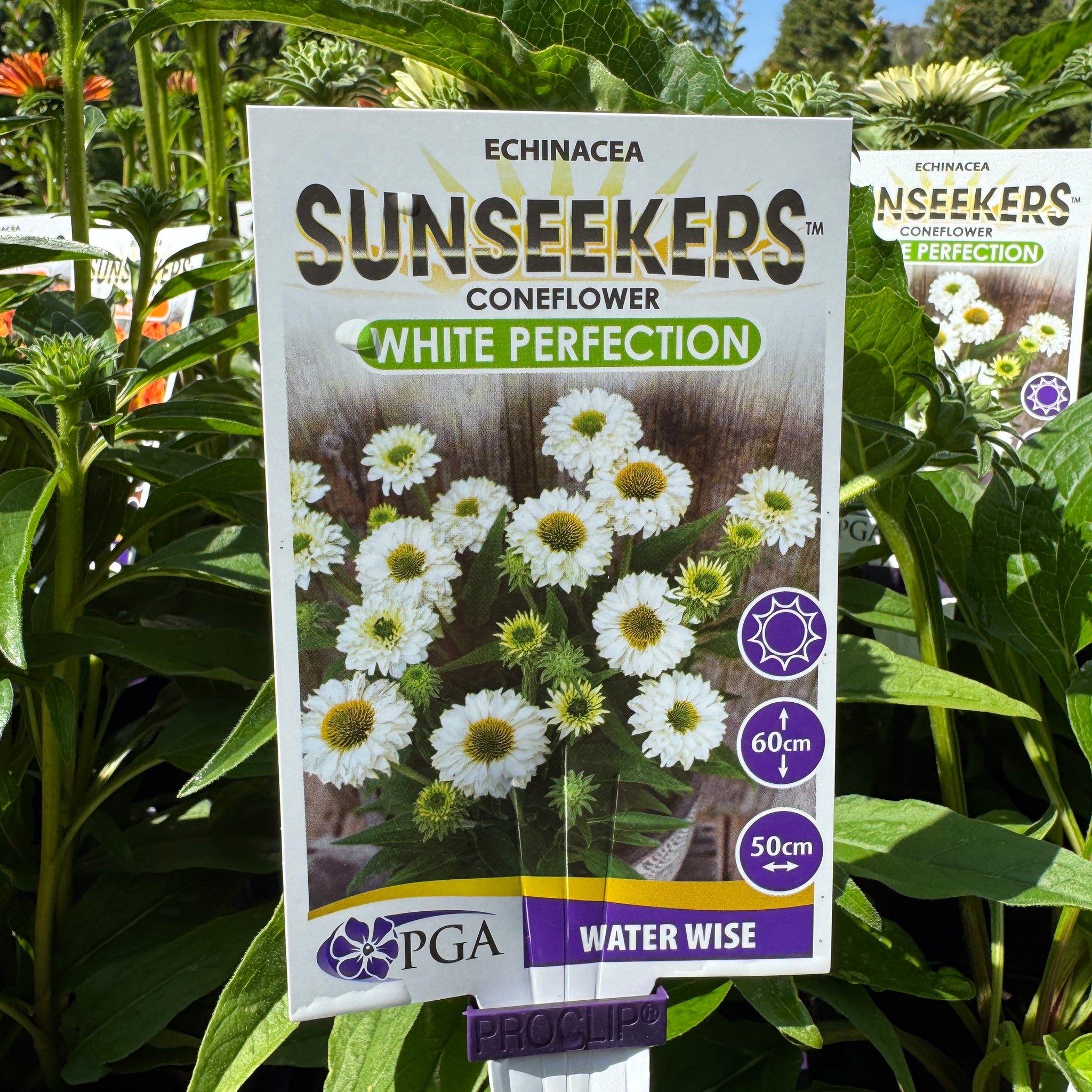 Echinacea White Perfection Sunseekers - 14cm Pot