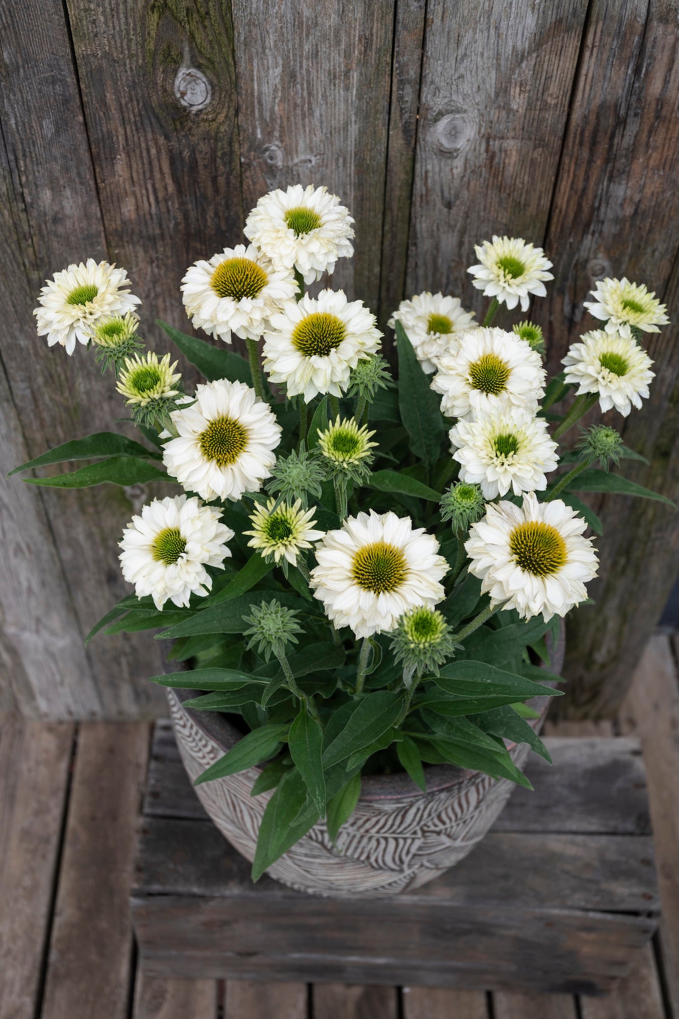 Echinacea White Perfection Sunseekers - 14cm Pot