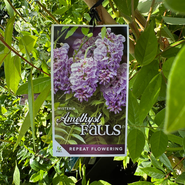 Wisteria Amethyst Falls - 30cm Pot