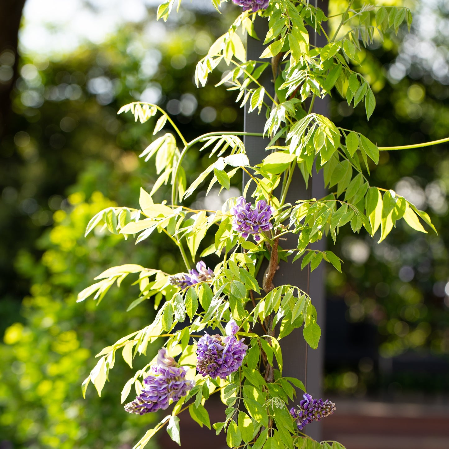 Wisteria Amethyst Falls - 25cm Pot