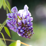 Wisteria Amethyst Falls - 30cm Pot