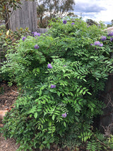Wisteria Amethyst Falls - 30cm Pot