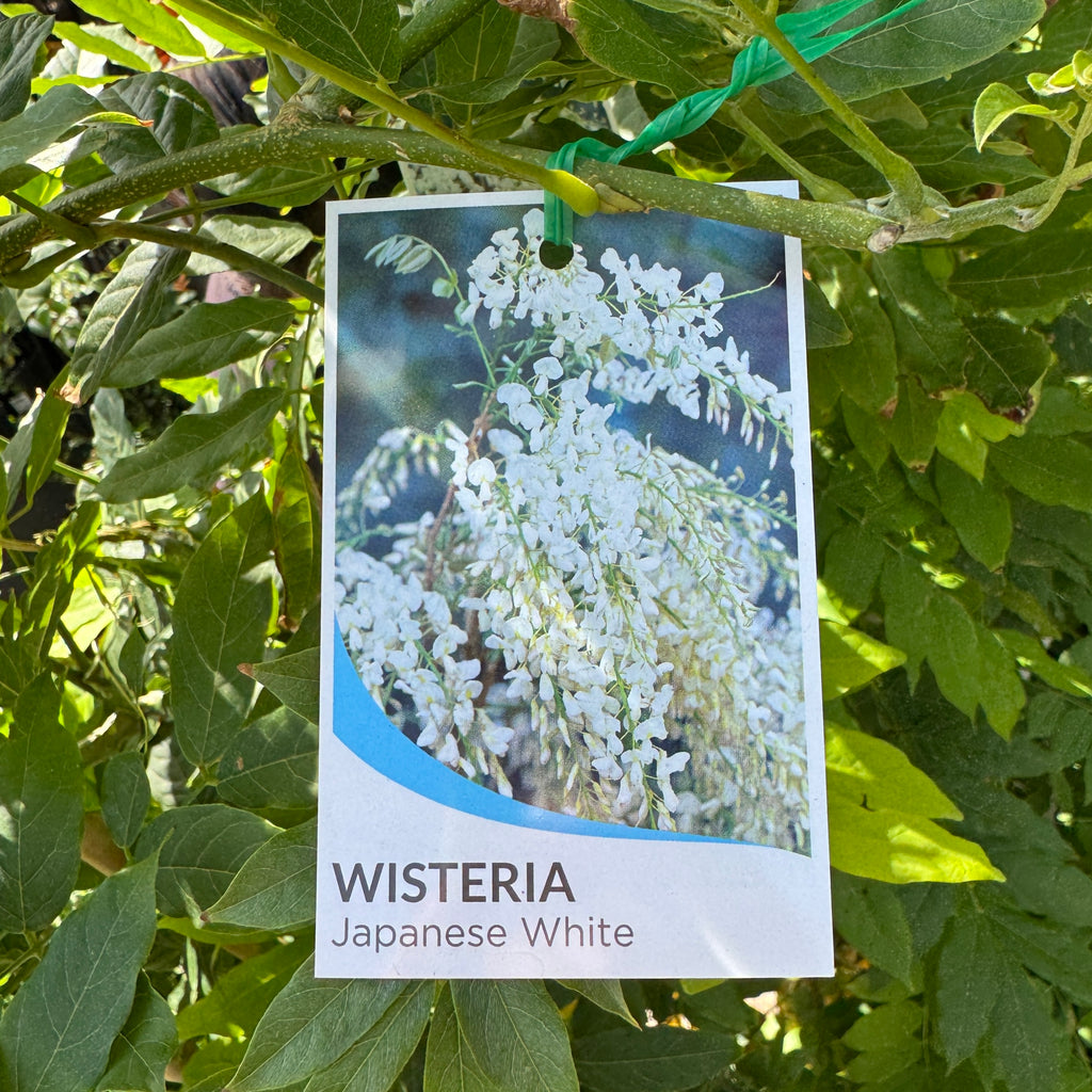 Wisteria Floribunda Alba - 33cm Pot