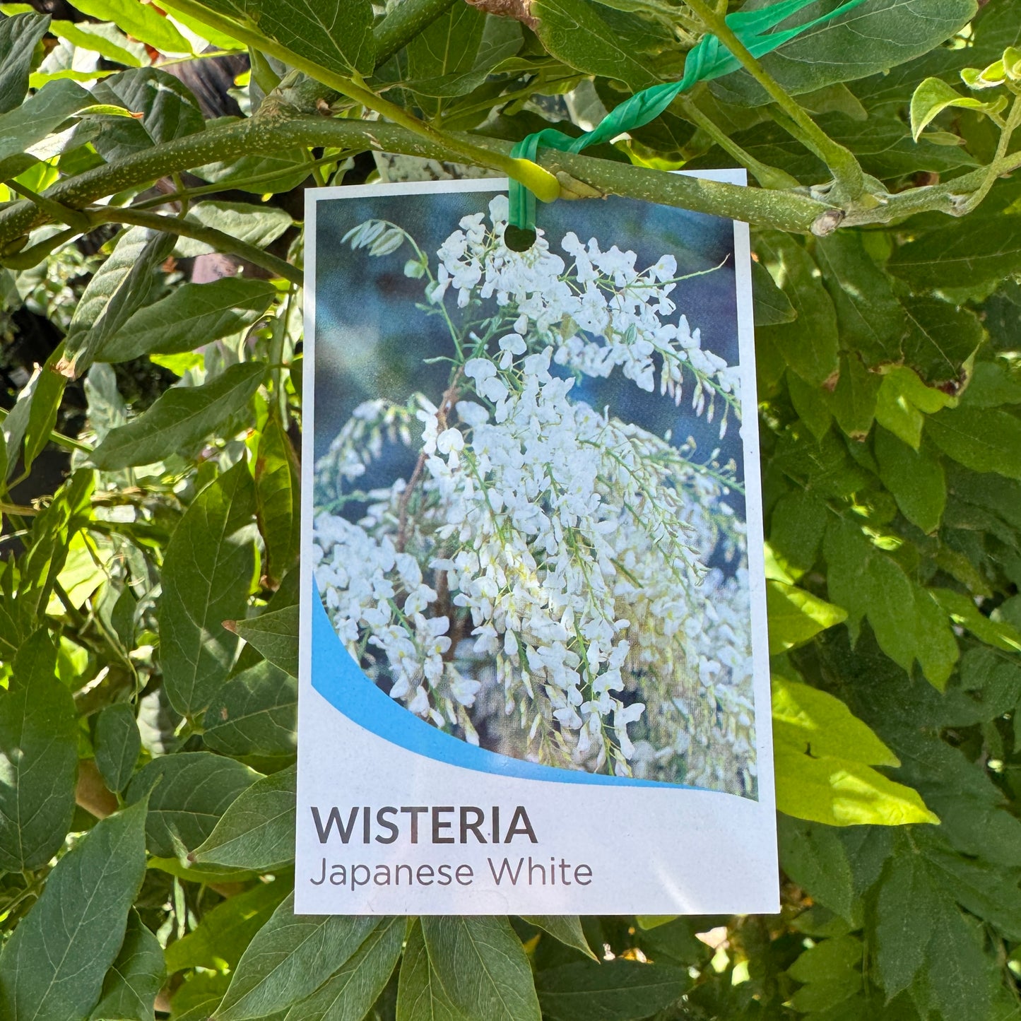 Wisteria Floribunda Alba - 14cm Pot