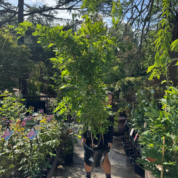 Wisteria Floribunda Alba - 33cm Pot