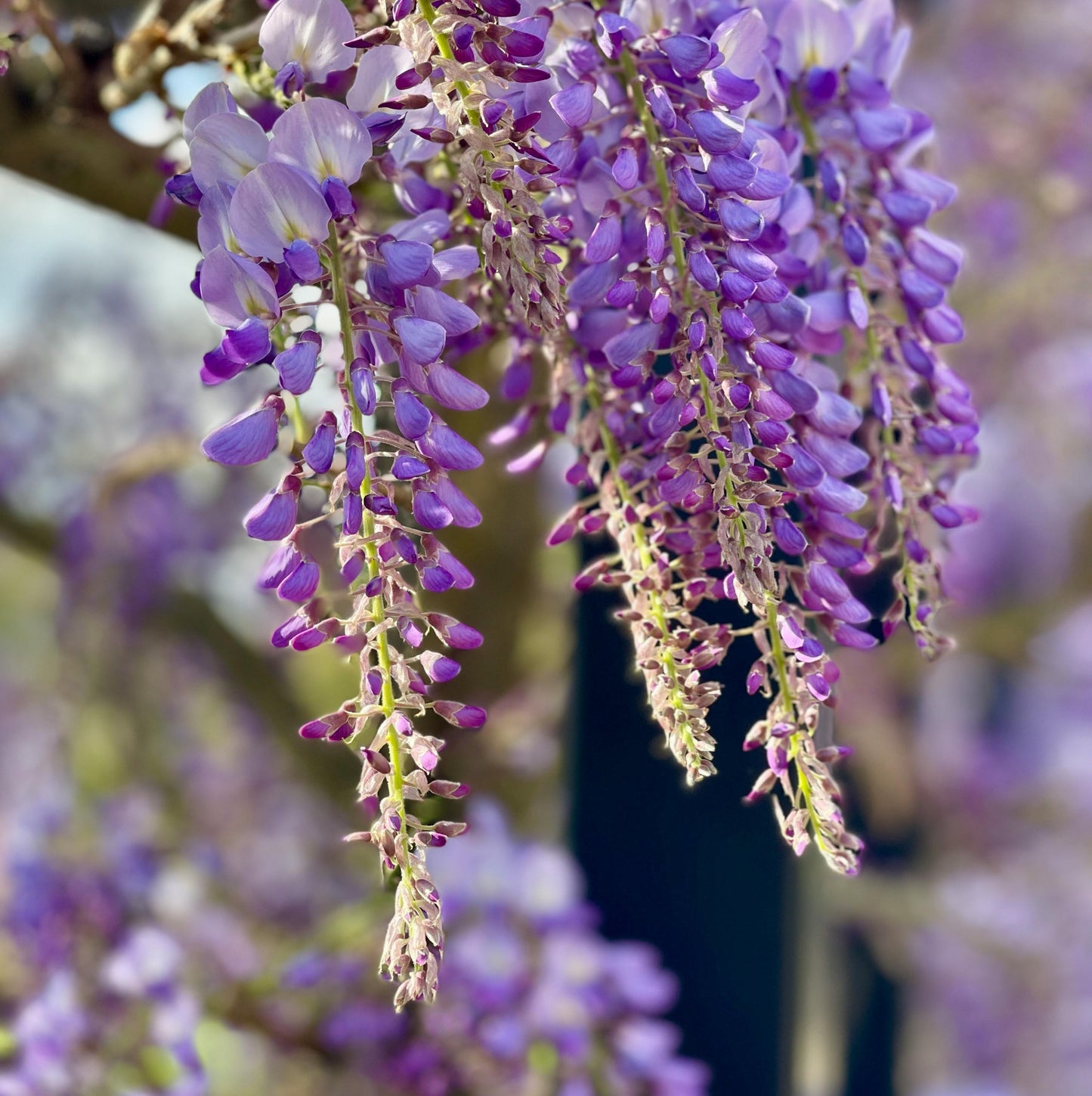 Wisteria Sinensis Chinese Wisteria - 33cm Pot