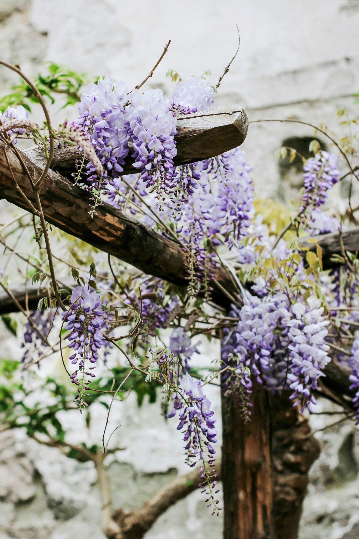 Wisteria Sinensis Chinese Wisteria - 33cm Pot
