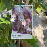 Wisteria Sinensis Chinese Wisteria - 33cm Pot