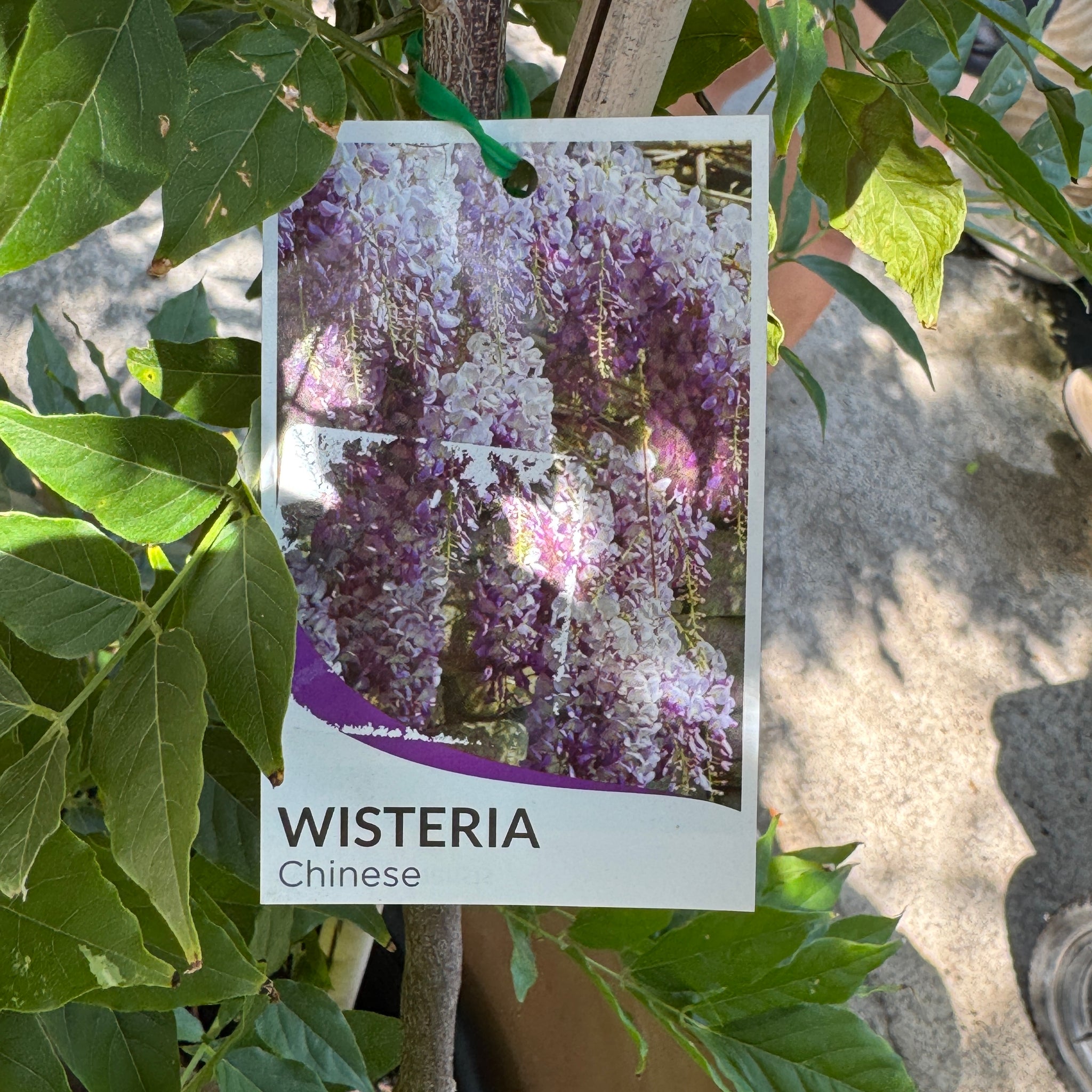 Wisteria Sinensis Chinese Wisteria - 33cm Pot