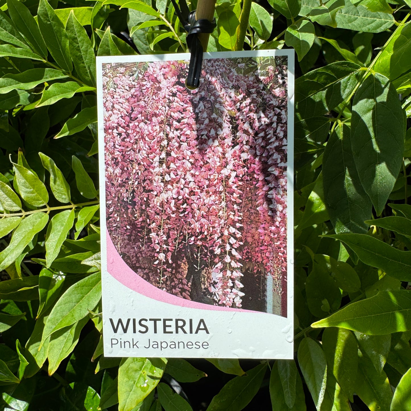 Wisteria Floribunda Rosea - 14cm Pot