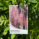 Wisteria Floribunda Rosea - 14cm Pot