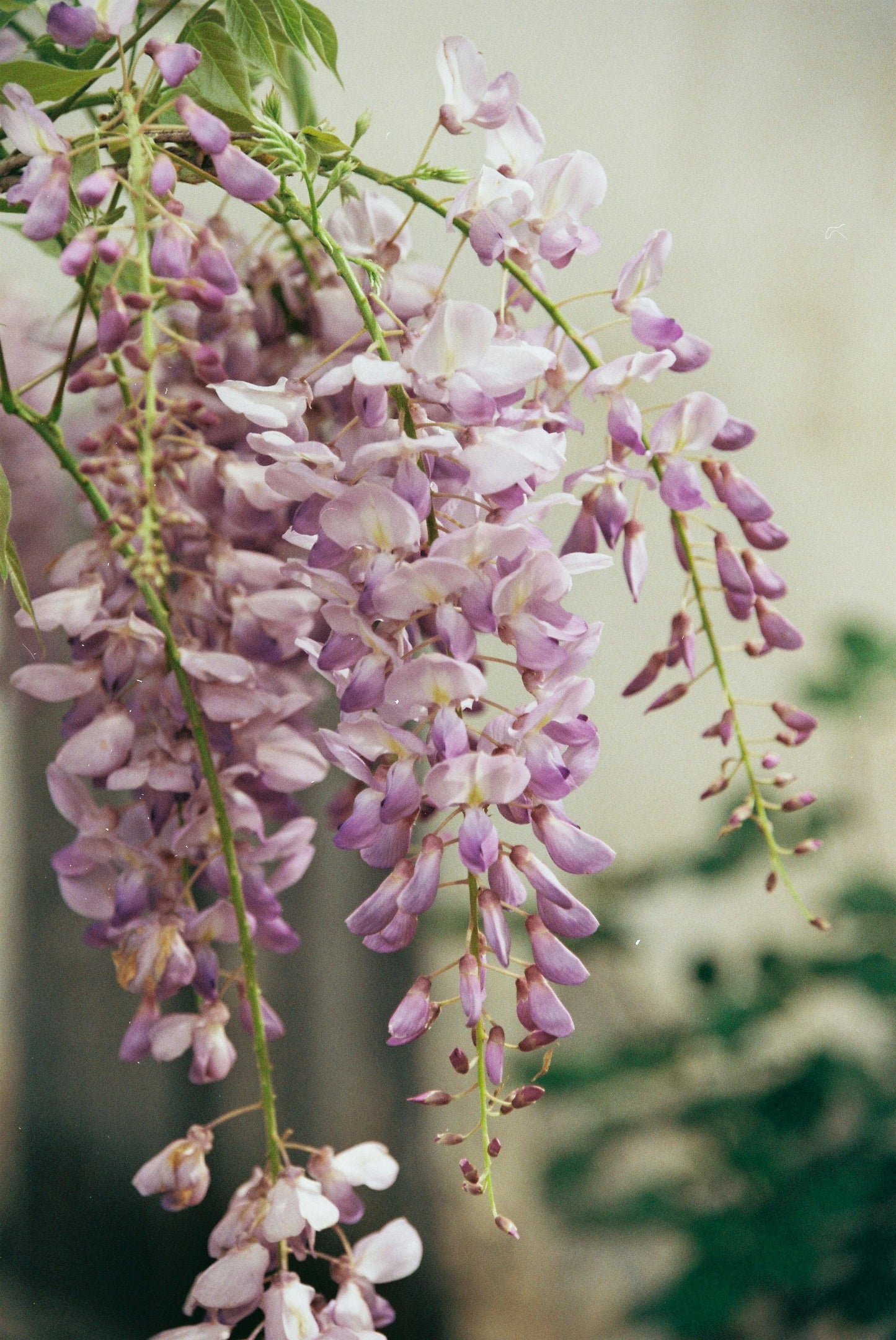 Wisteria Floribunda Rosea - 14cm Pot
