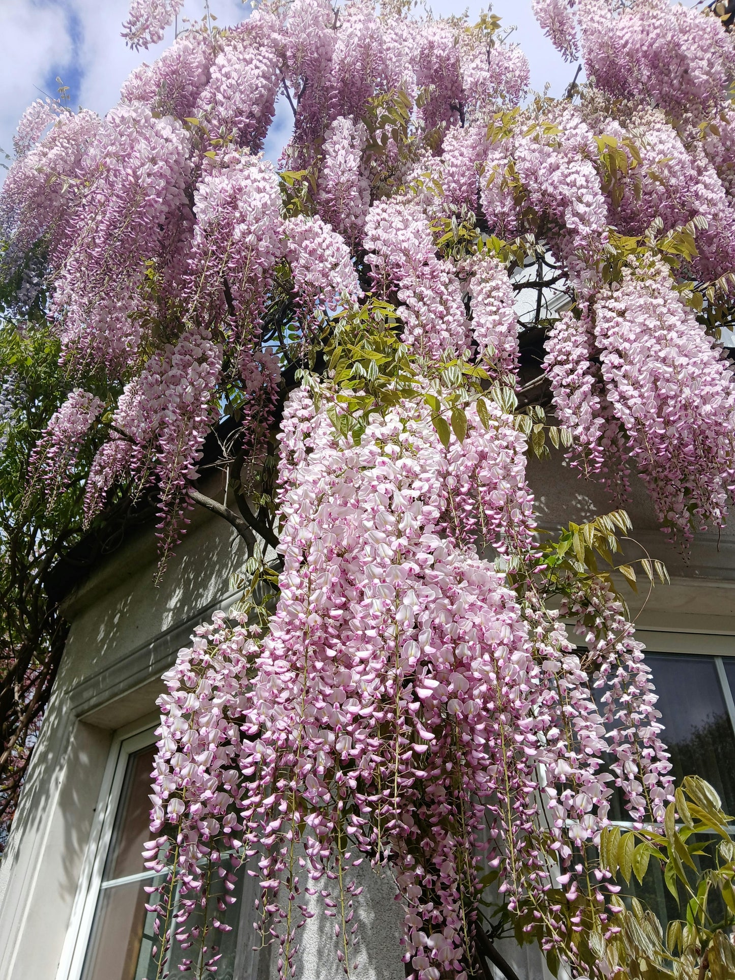 Wisteria Floribunda Rosea - 14cm Pot