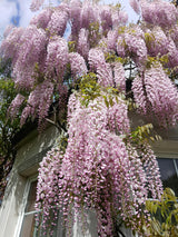 Wisteria Floribunda Rosea - 14cm Pot