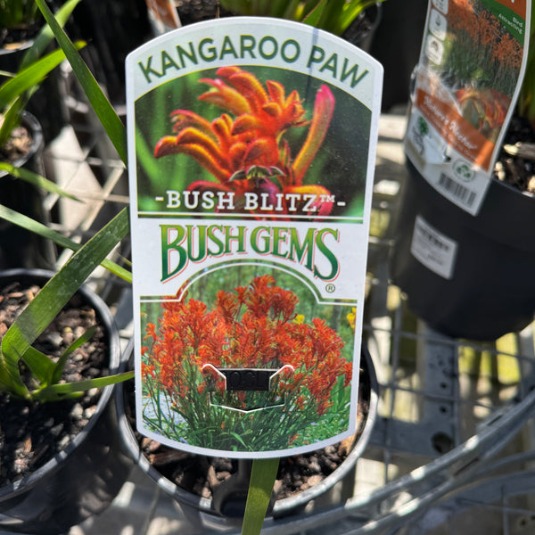 Anigozanthos Bush Blitz - 14cm Pot