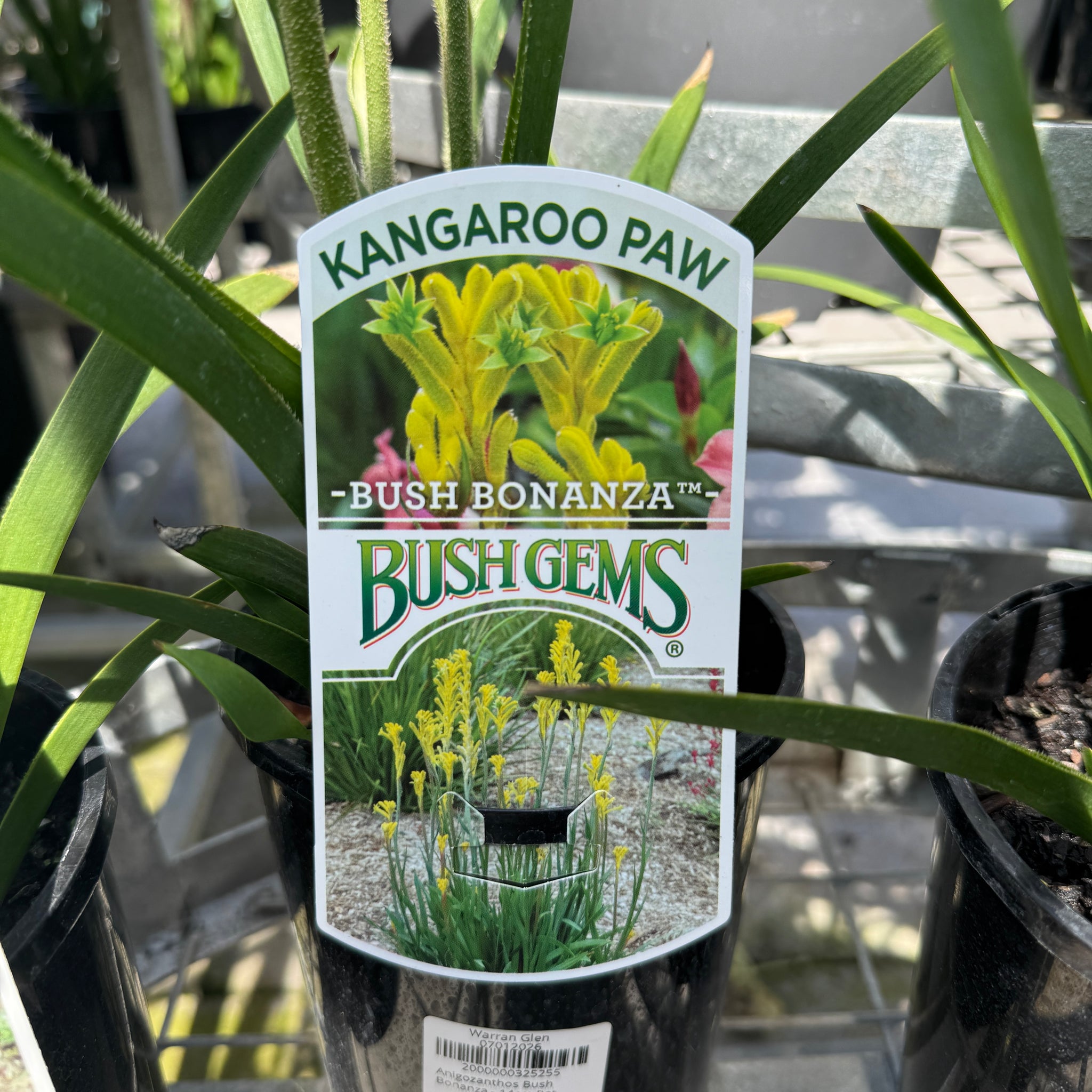 Anigozanthos Bush Bonanza - 14cm Pot