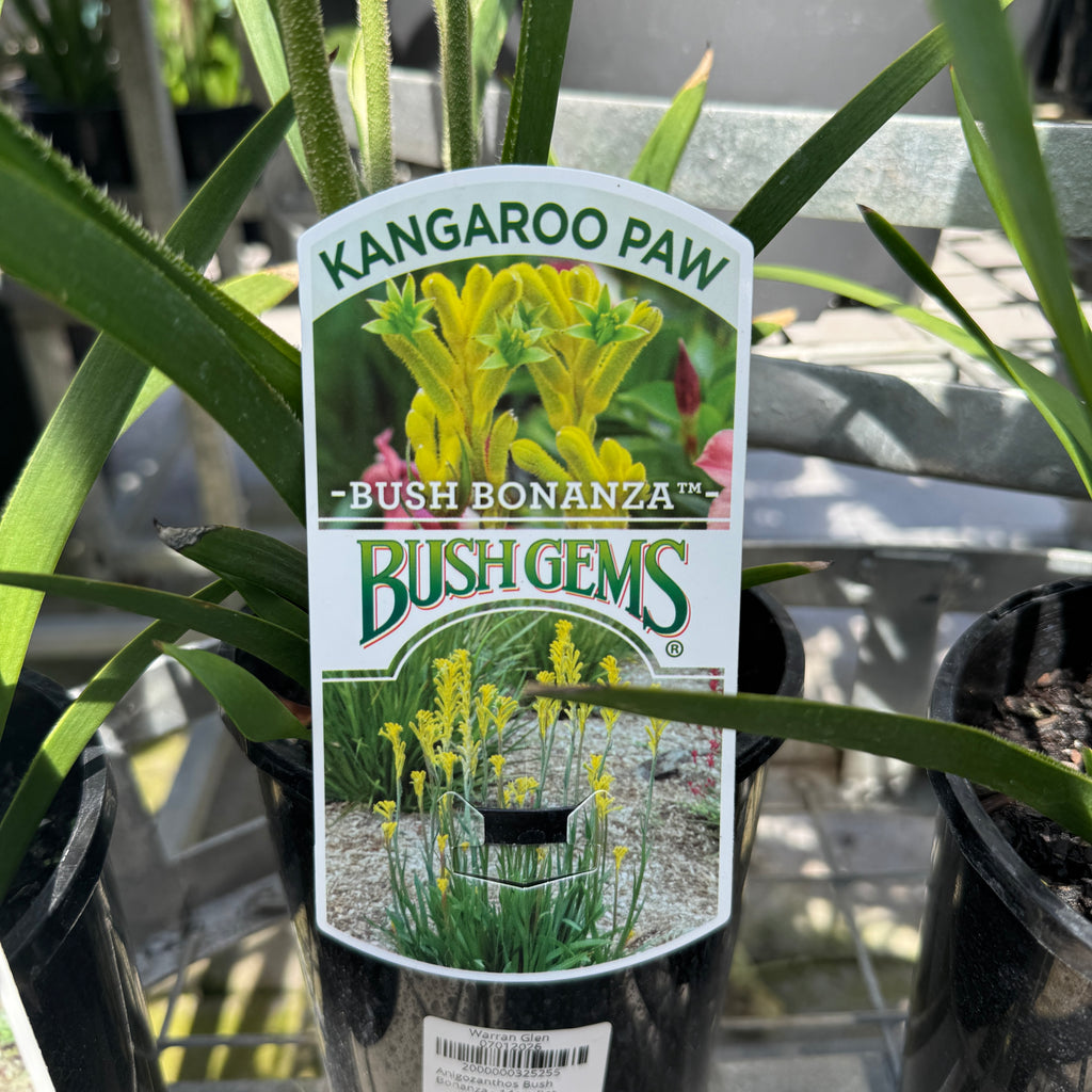 Anigozanthos Bush Bonanza - 14cm Pot