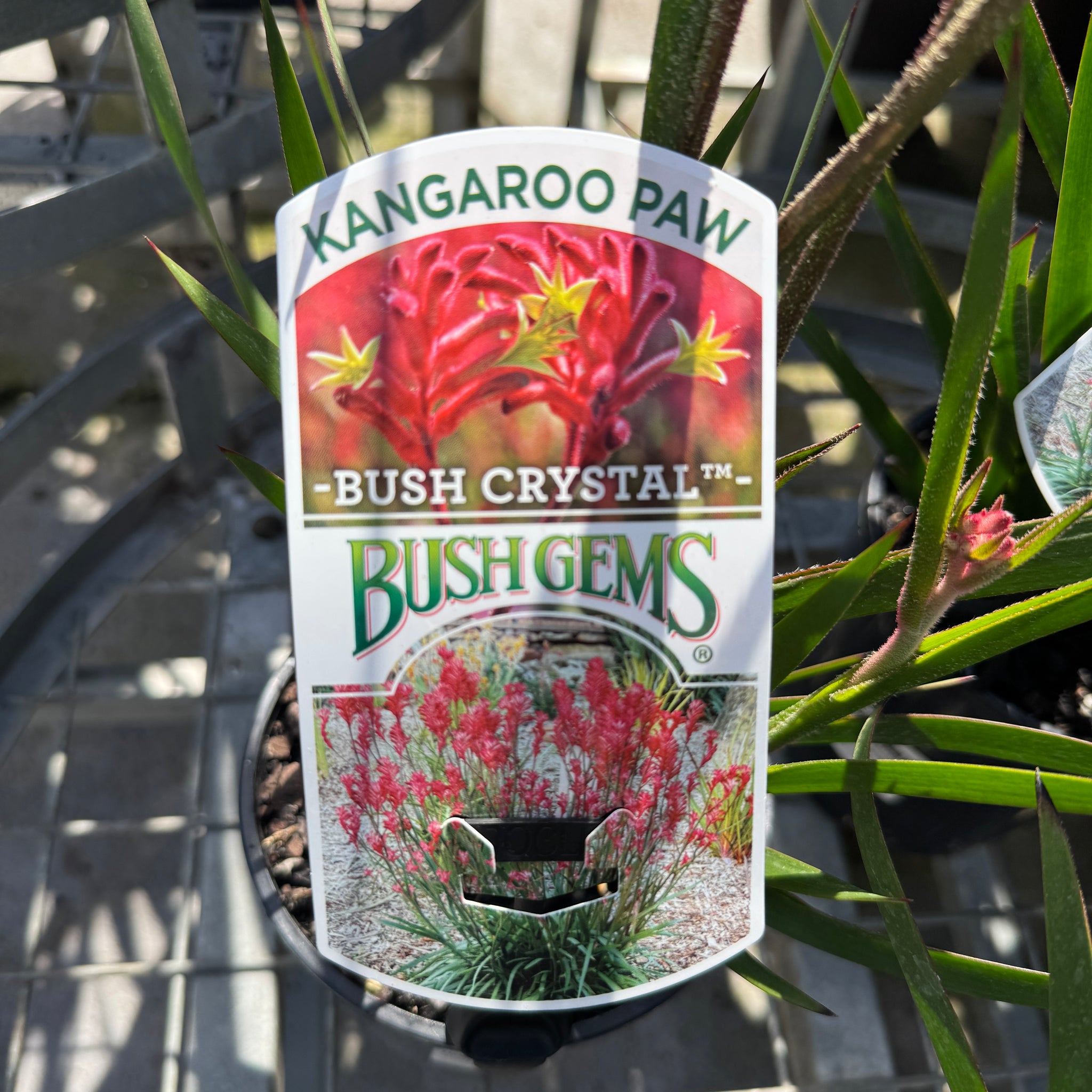 Anigozanthos Bush Crystal - 14cm Pot