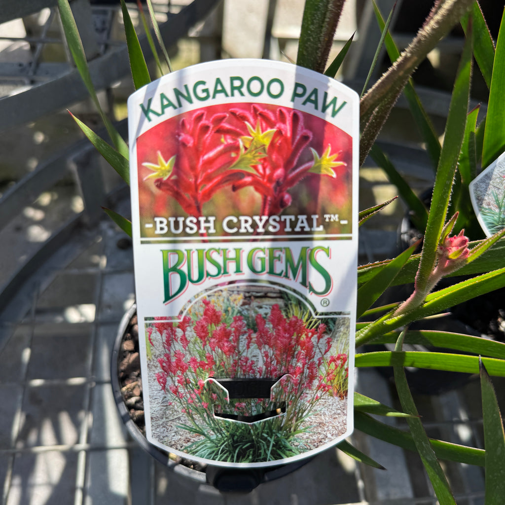 Anigozanthos Bush Crystal - 14cm Pot