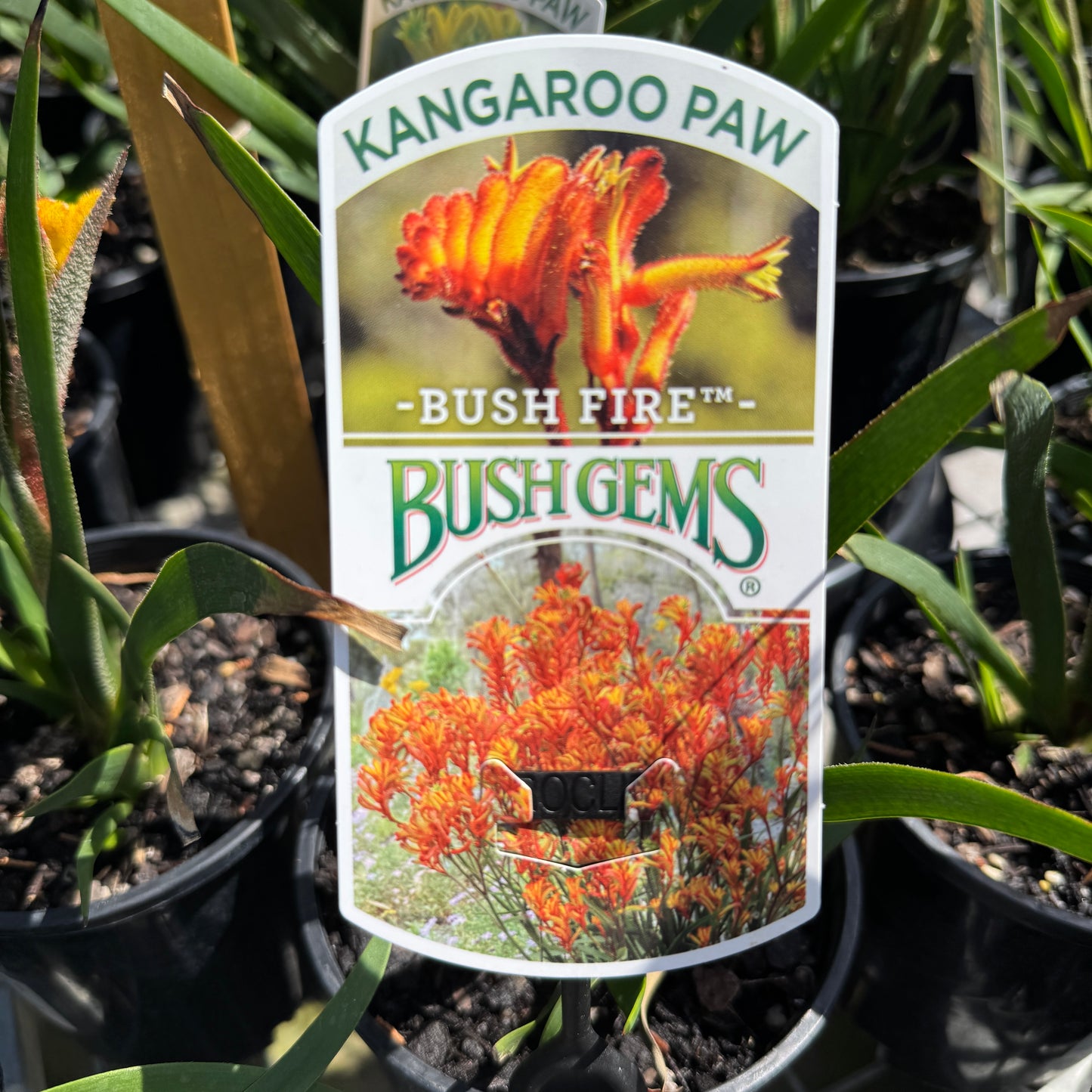Anigozanthos Bush Fire - 14cm Pot