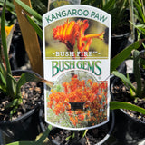 Anigozanthos Bush Fire - 14cm Pot