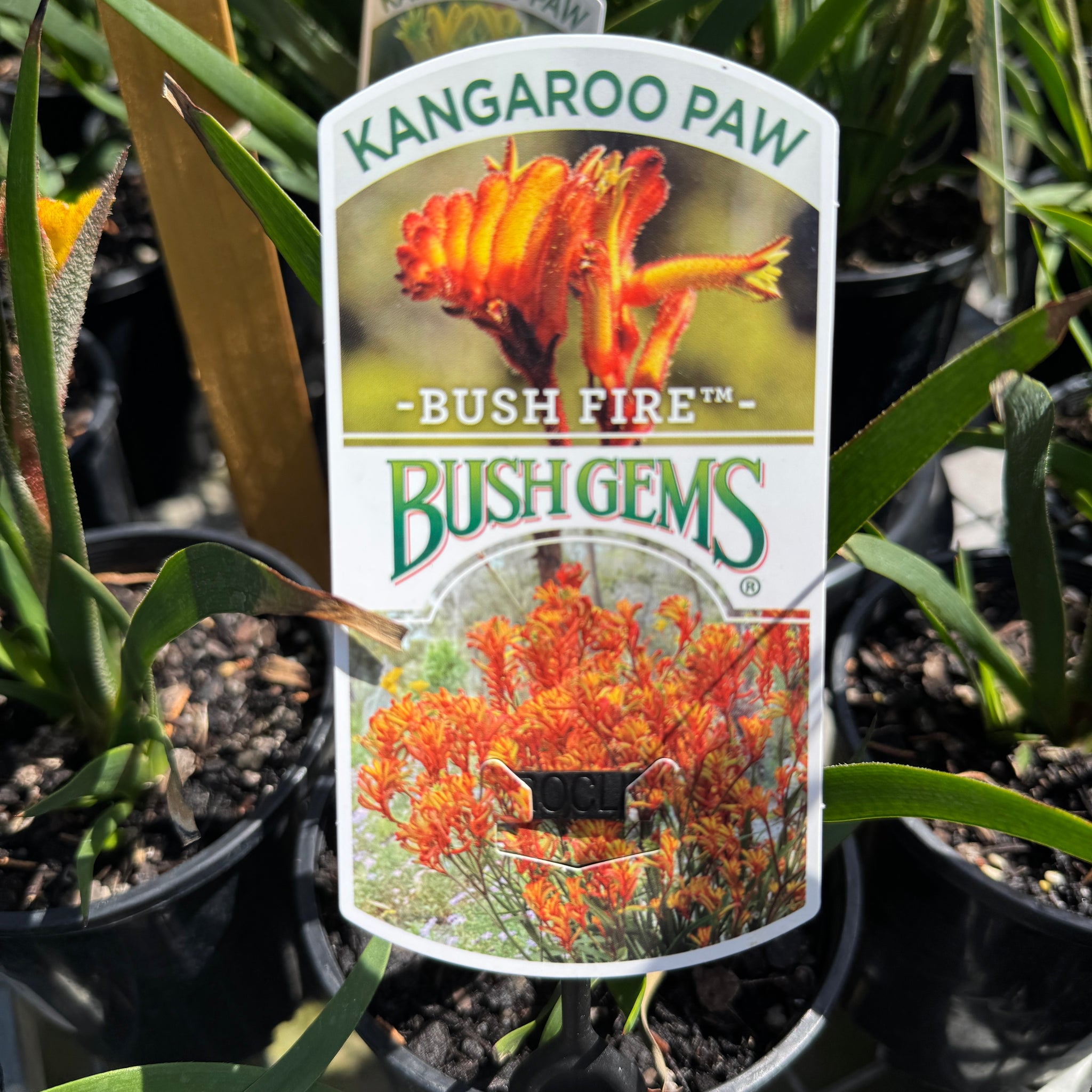 Anigozanthos Bush Fire - 14cm Pot