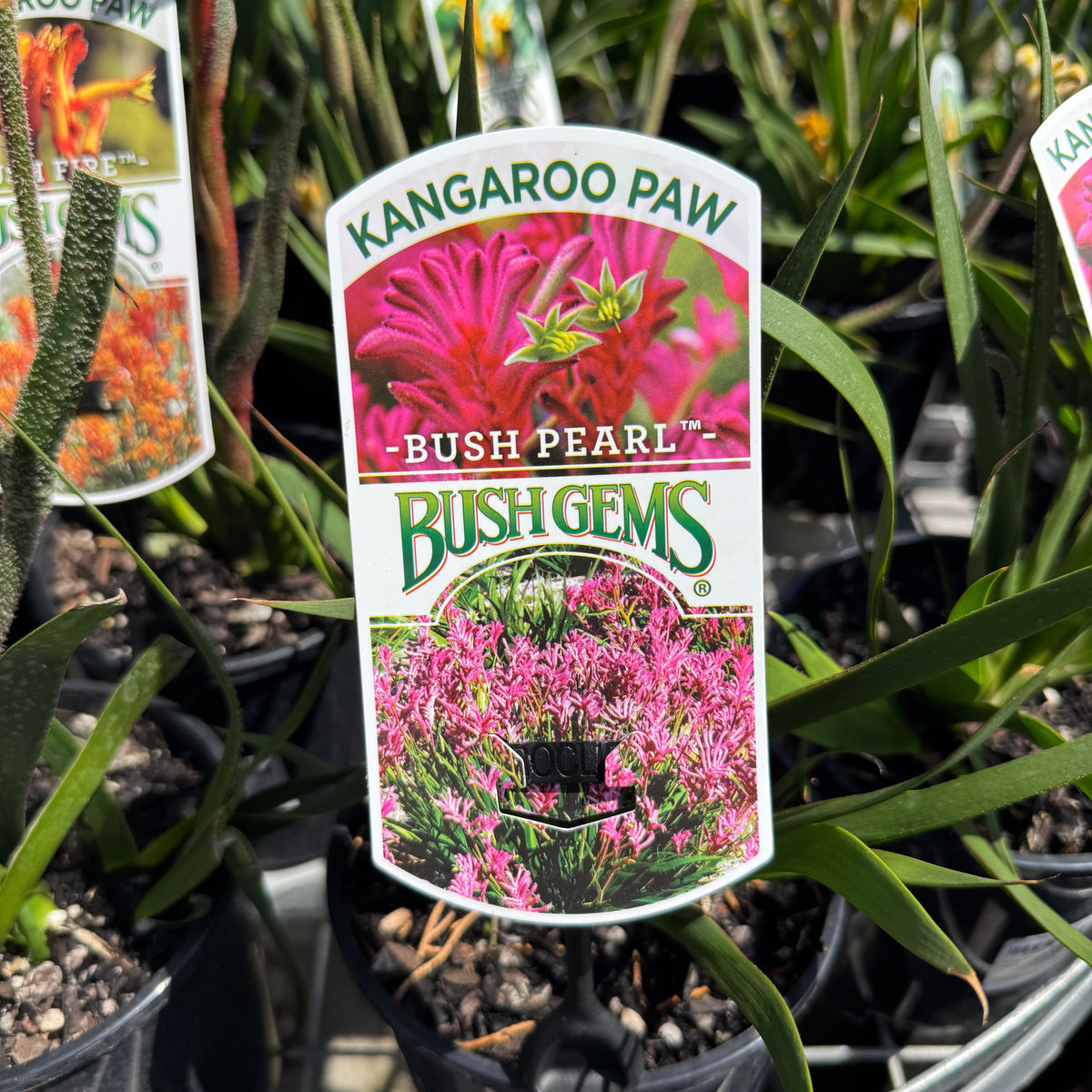 Anigozanthos Bush Pearl - 14cm Pot