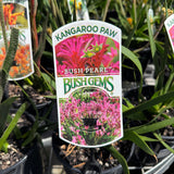 Anigozanthos Bush Pearl - 14cm Pot