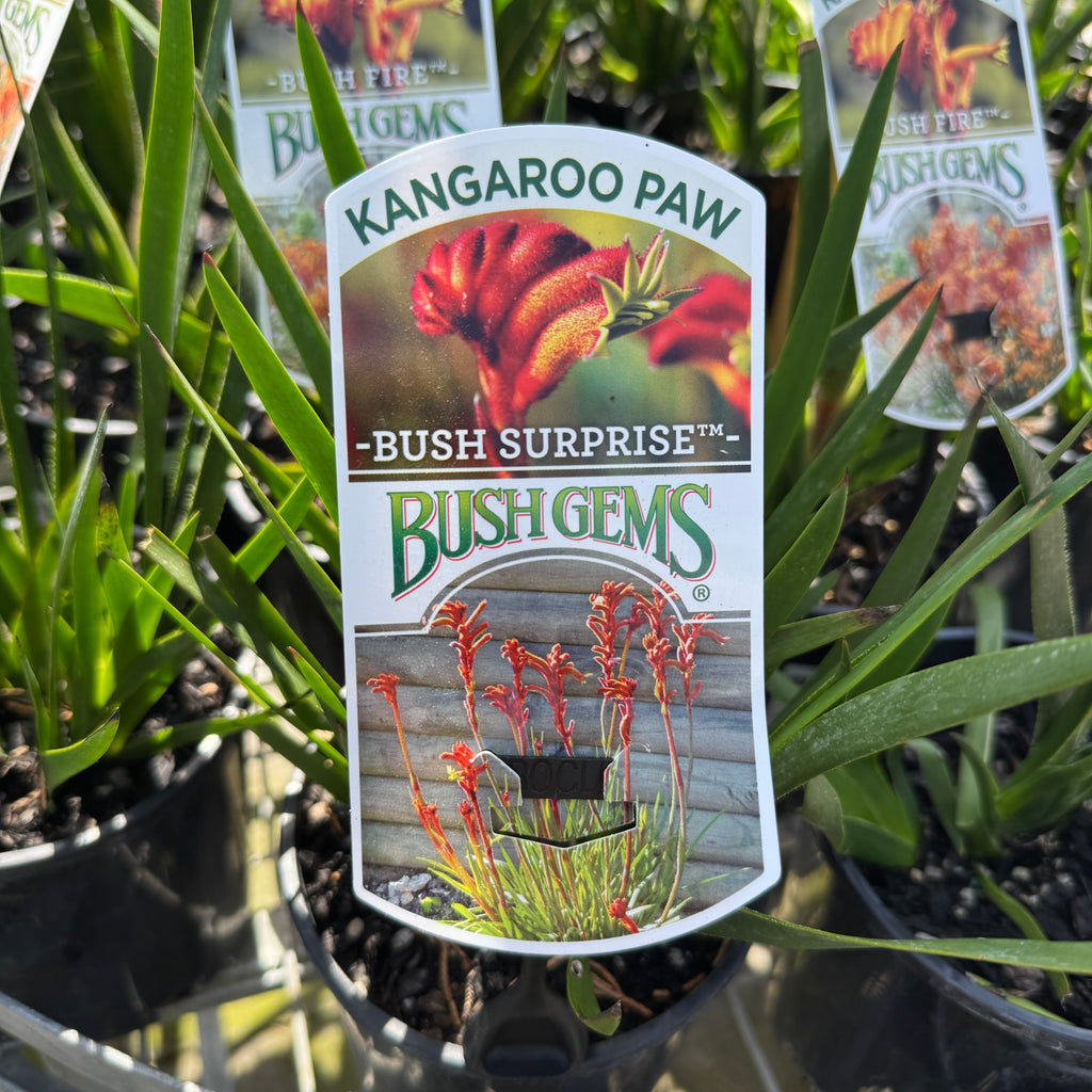 Anigozanthos Bush Surprise - 14cm Pot