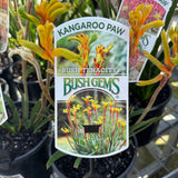 Anigozanthos Bush Tenacity - 14cm Pot