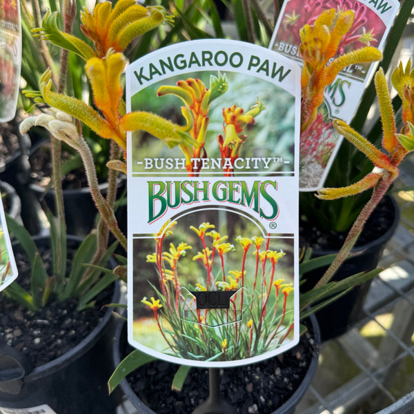 Anigozanthos Bush Tenacity - 14cm Pot