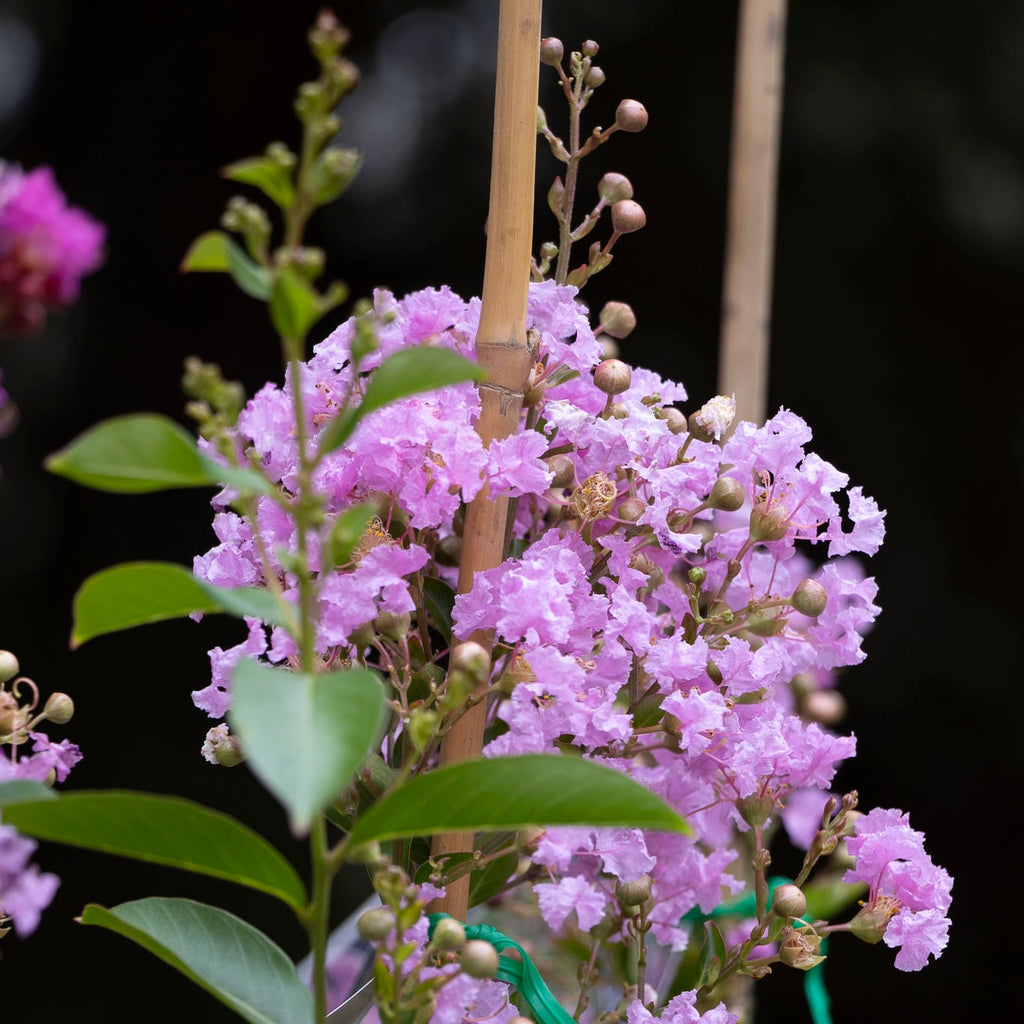Lagerstroemia Lipan - 30cm Pot