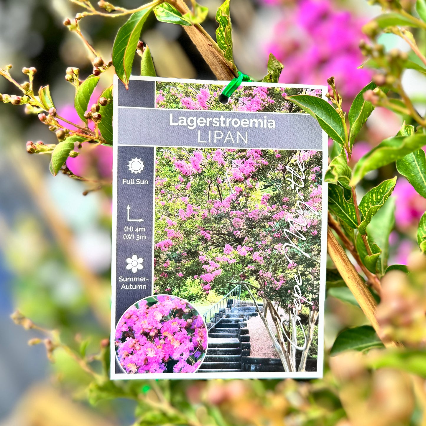 Lagerstroemia Lipan - 30cm Pot