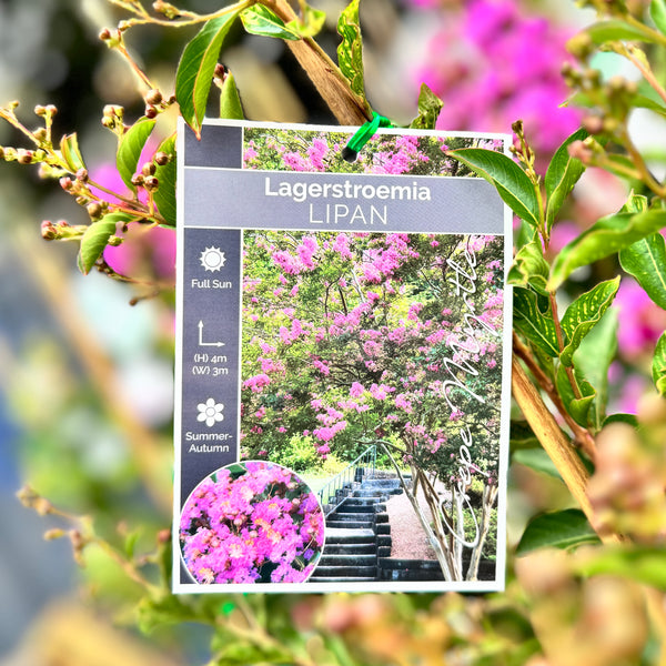Lagerstroemia Lipan - 30cm Pot