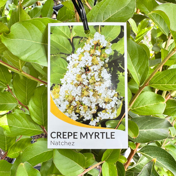 Lagerstroemia Natchez - 30cm Pot