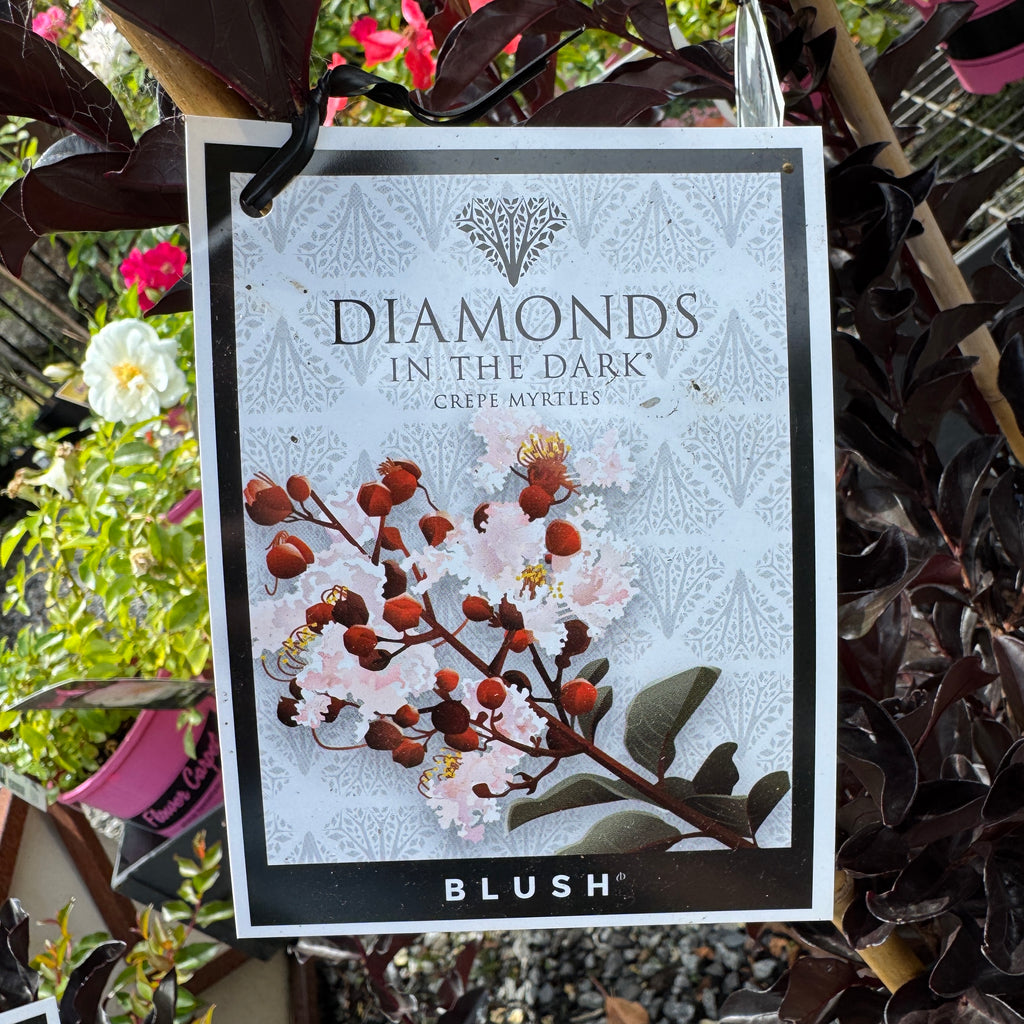 Lagerstroemia Diamonds in the Dark Blush - 20cm Pot
