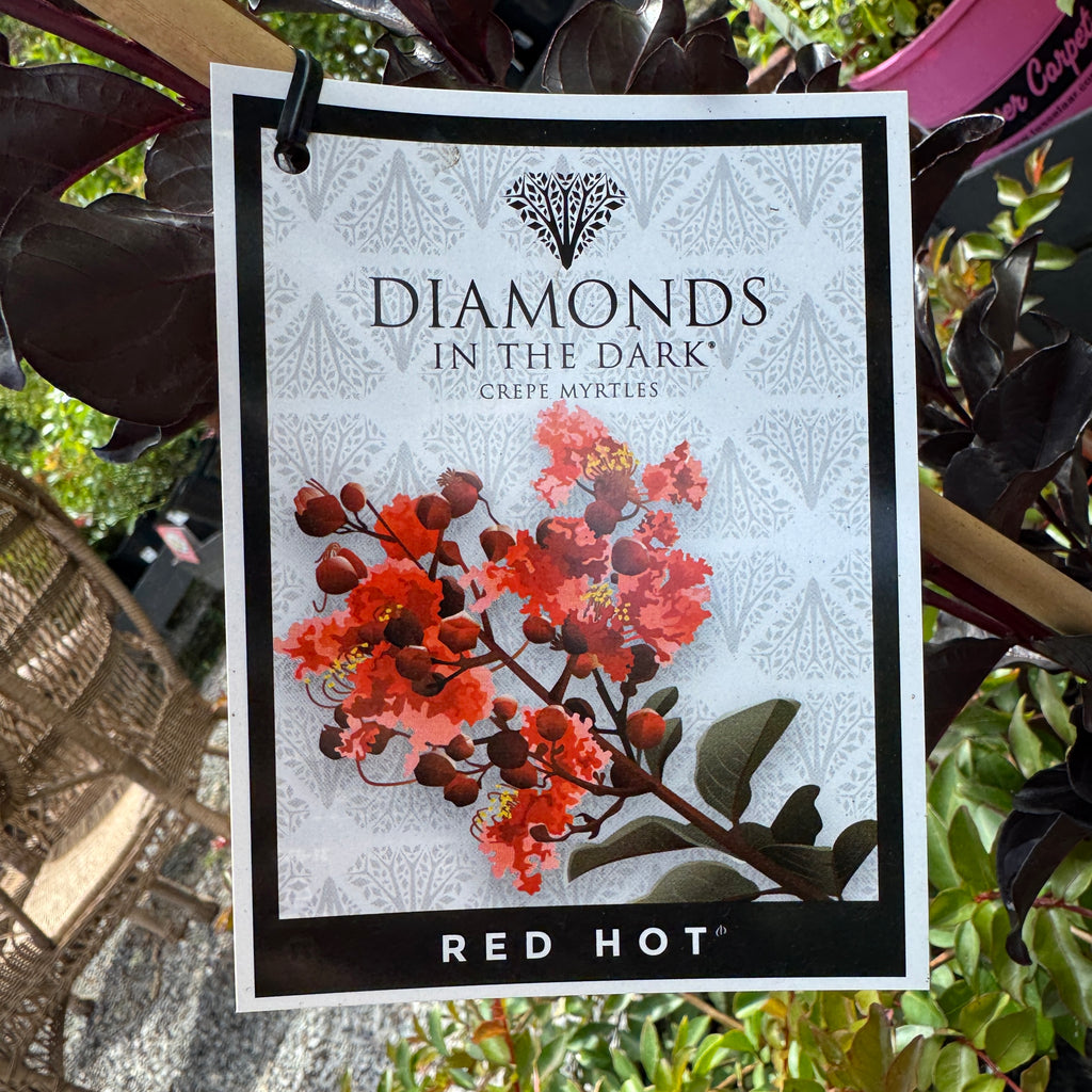 Lagerstroemia Diamonds in the Dark Red - 20cm Pot