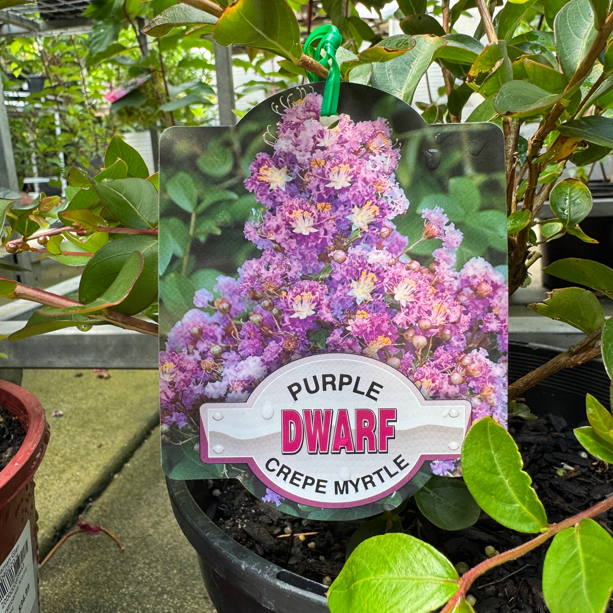 Lagerstroemia Dwarf Purple - 20cm Pot
