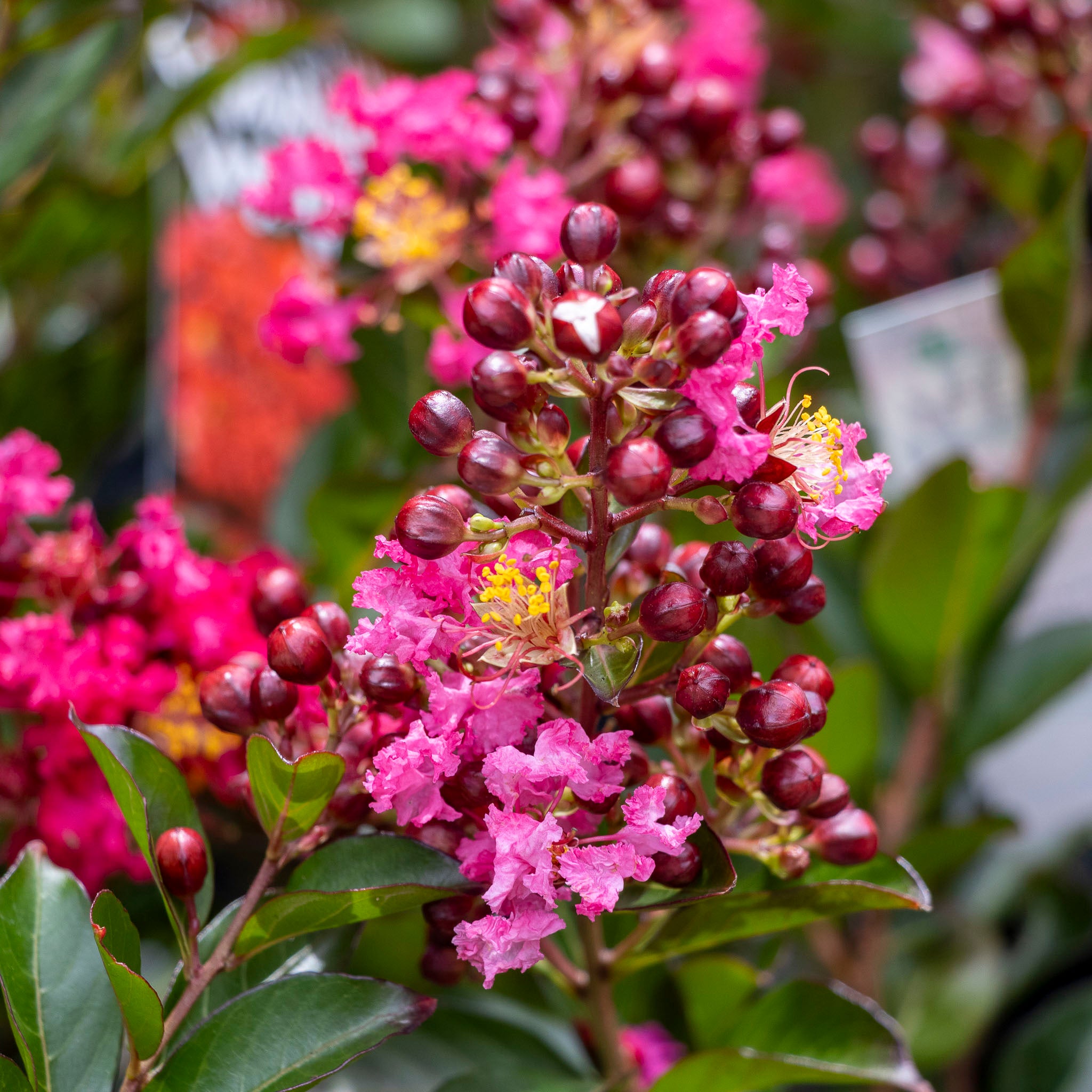 Lagerstroemia Enduring Summer - 30cm Pot