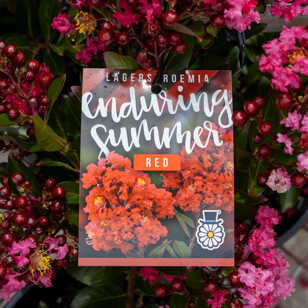 Lagerstroemia Enduring Summer - 30cm Pot