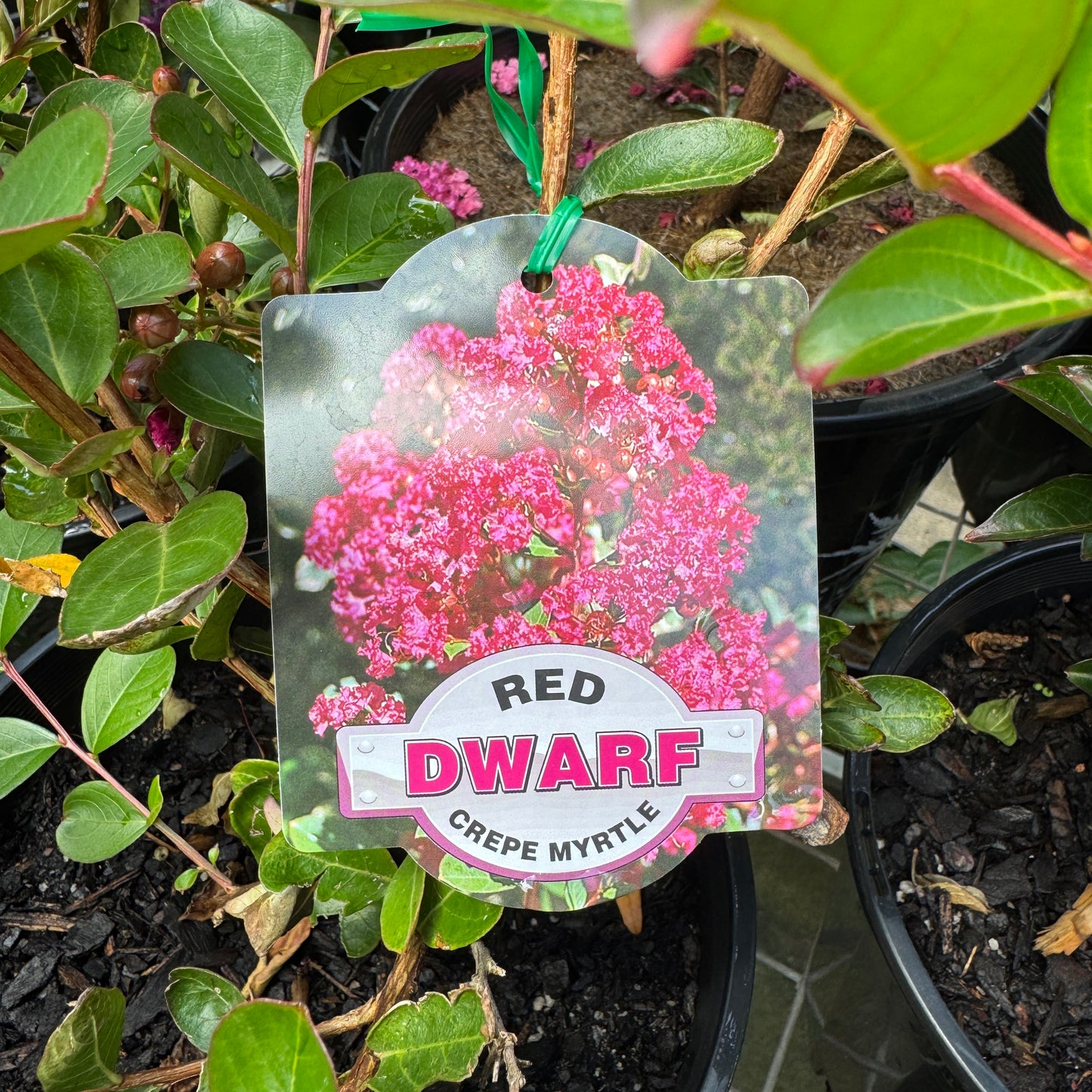 Lagerstroemia Dwarf Red - 20cm Pot