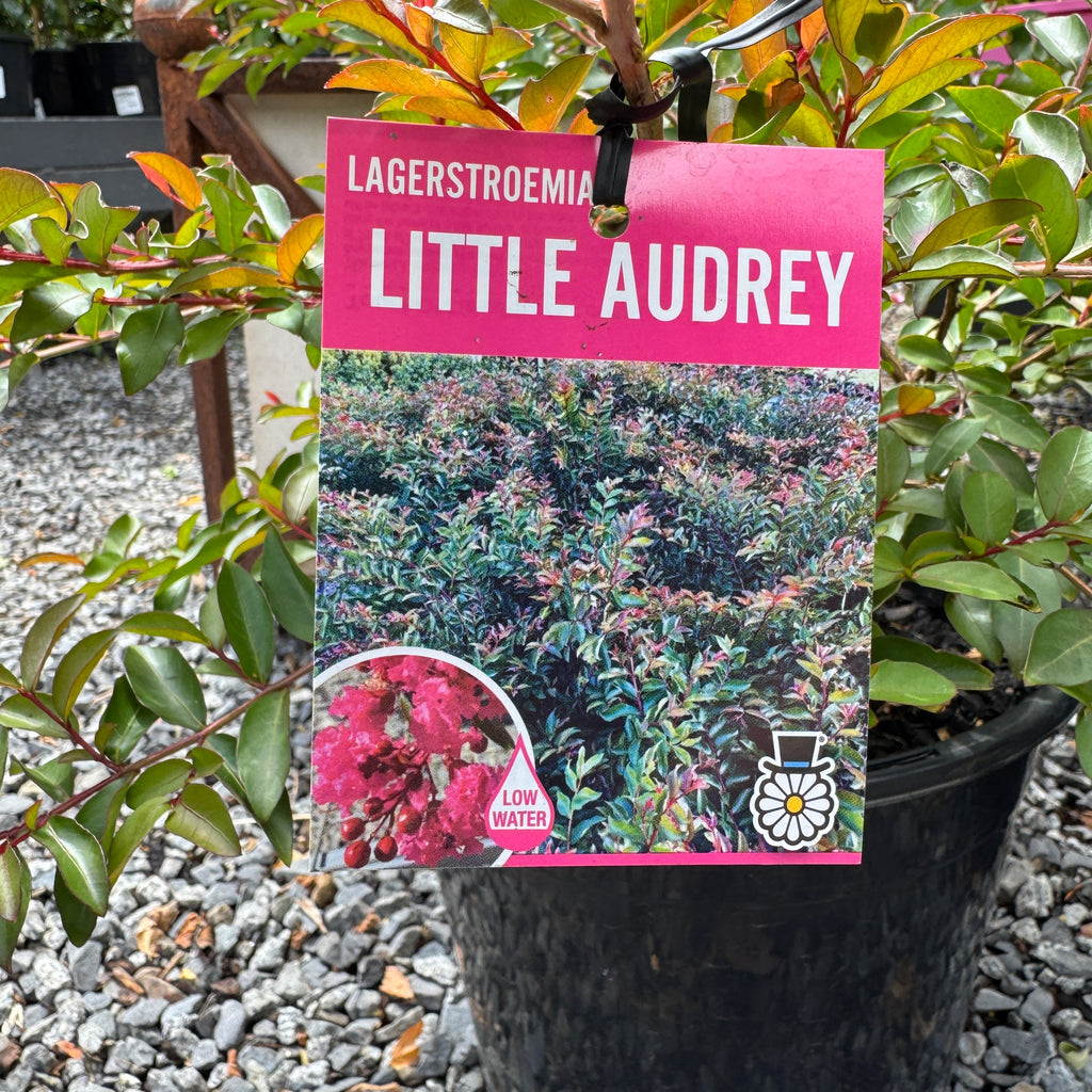 Lagerstroemia Little Audrey - 25cm Pot